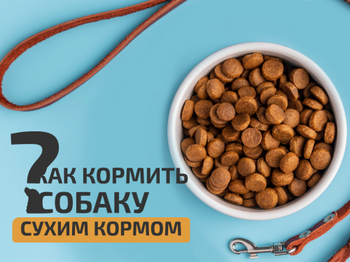 Кормлдение собаки сухим кормом. Особенности