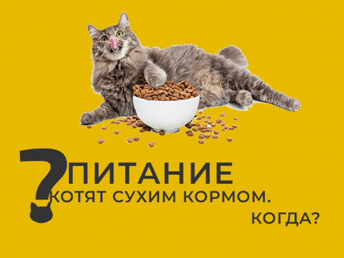 Кормление котят сухим кормом